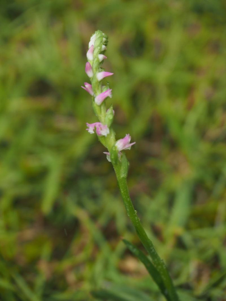 P6043823