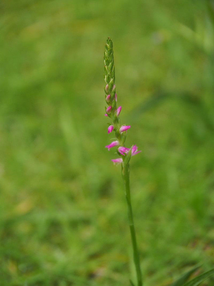 P6043824