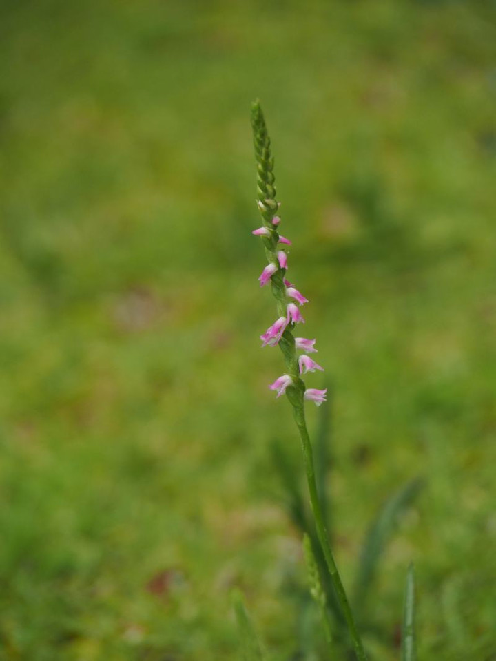 P6043825