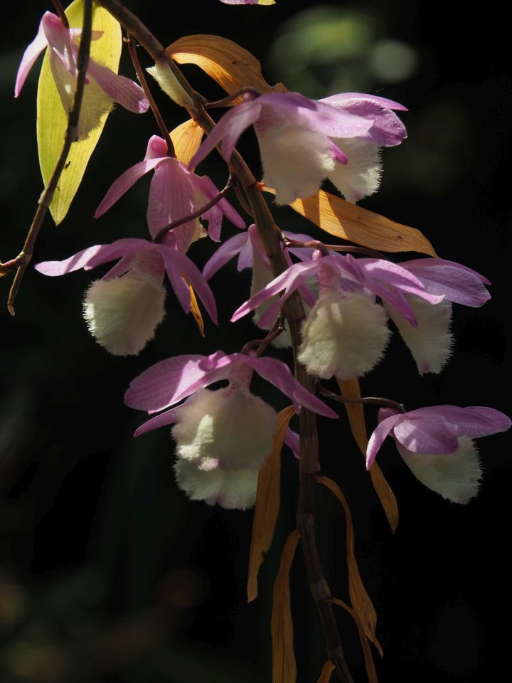 P6074257