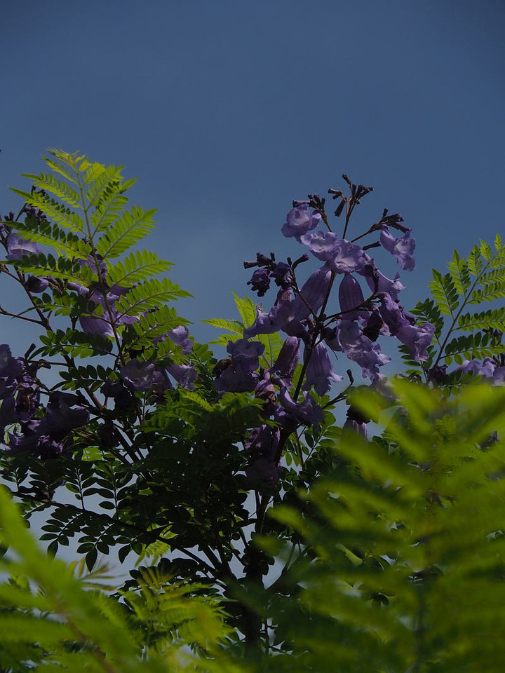 P6074266j