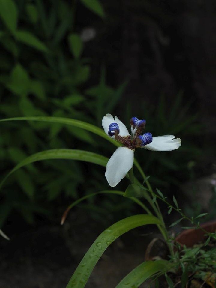 P6094325sy