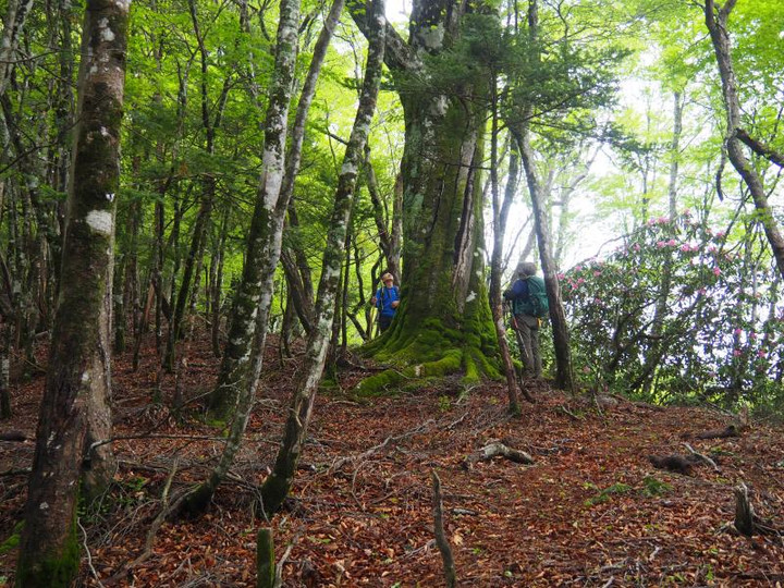 P5223497buna_taiboku