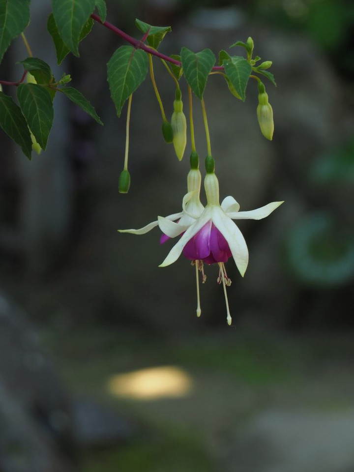 P6104335