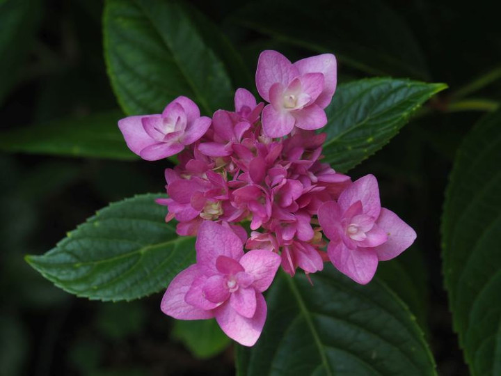 P6104337