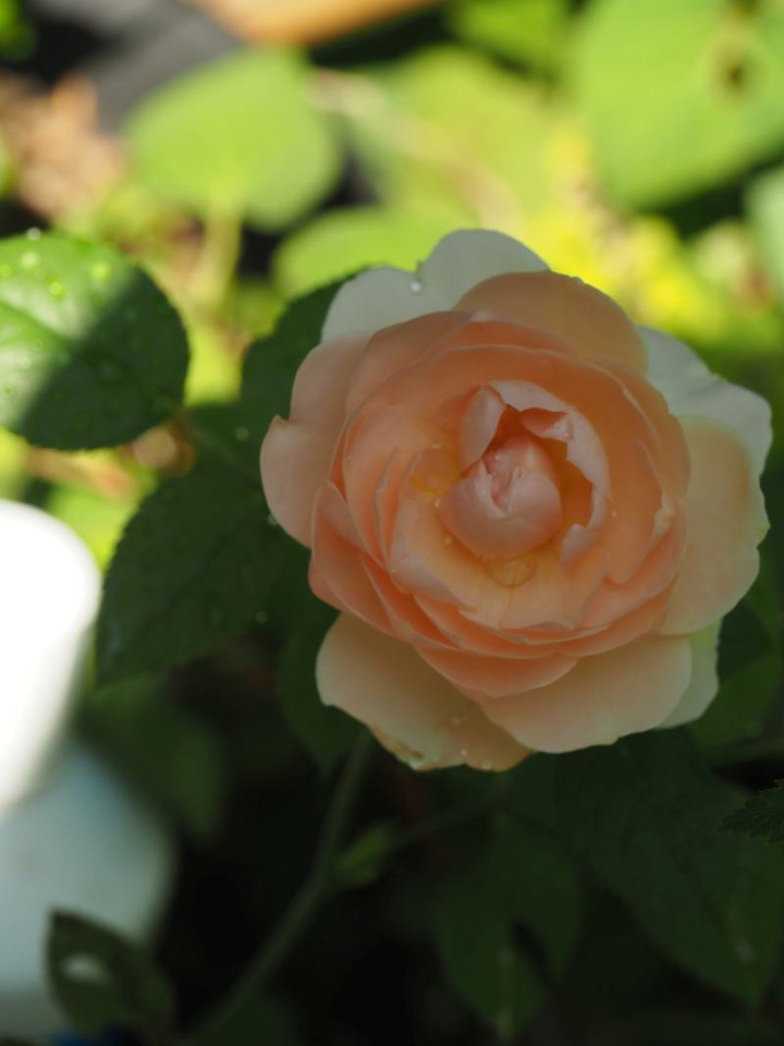 P6104340zy