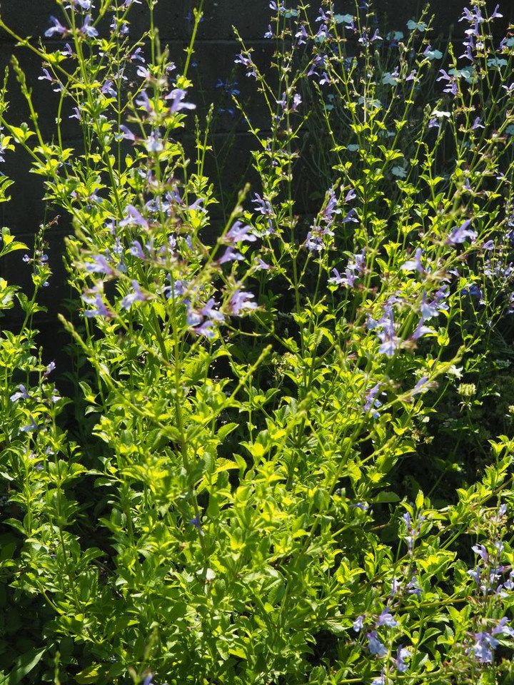 P6104353