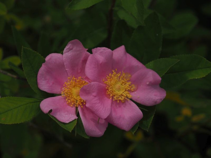 P6114383