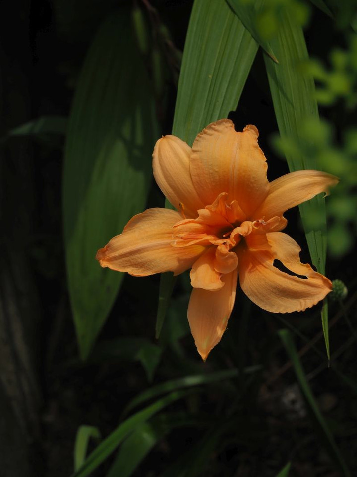 P6114385