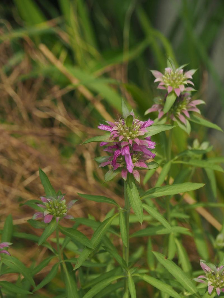 P6114386