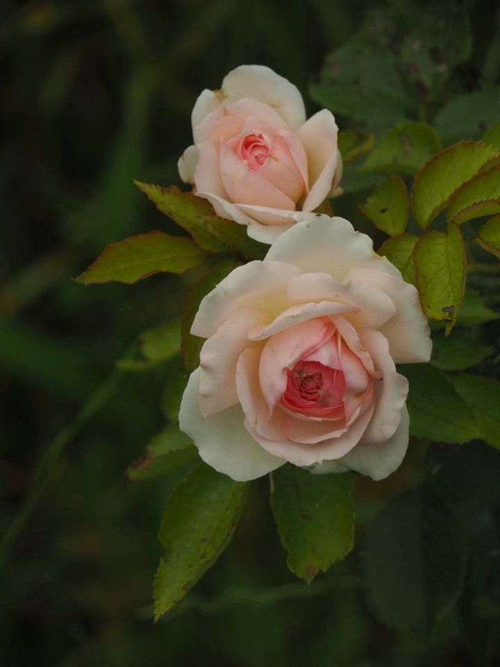 P6114404