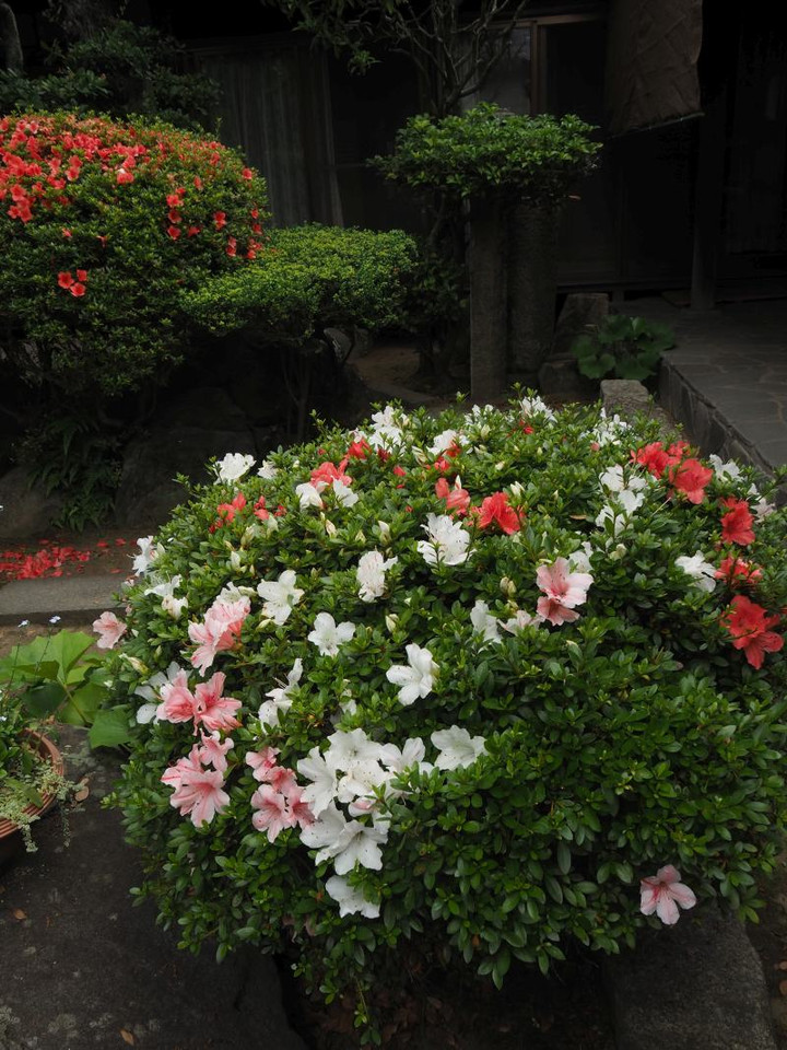 P6124421