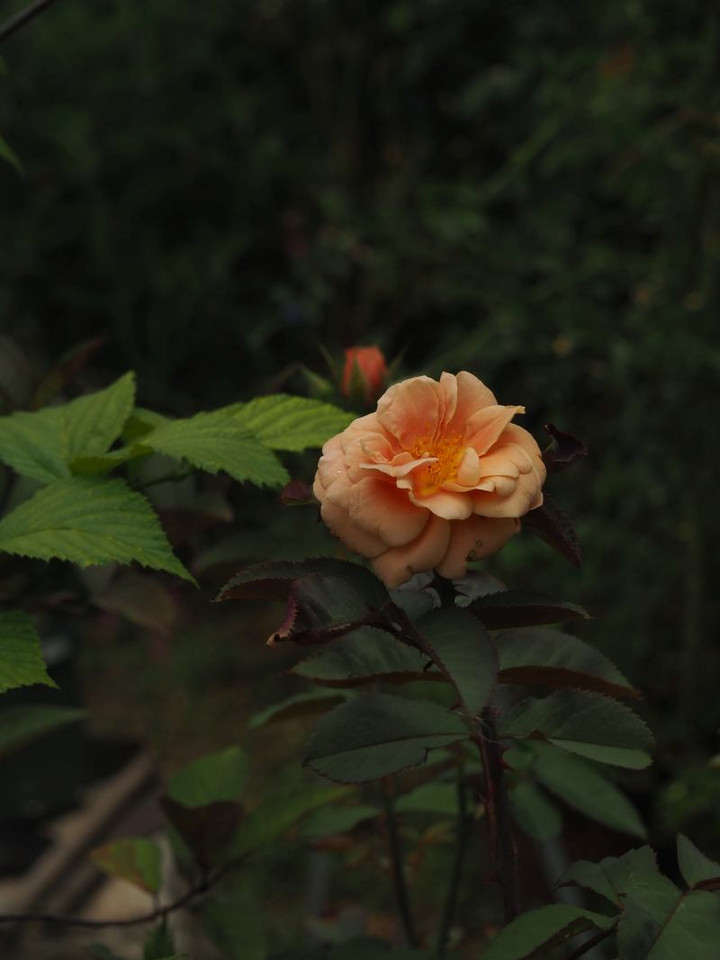 P6124424