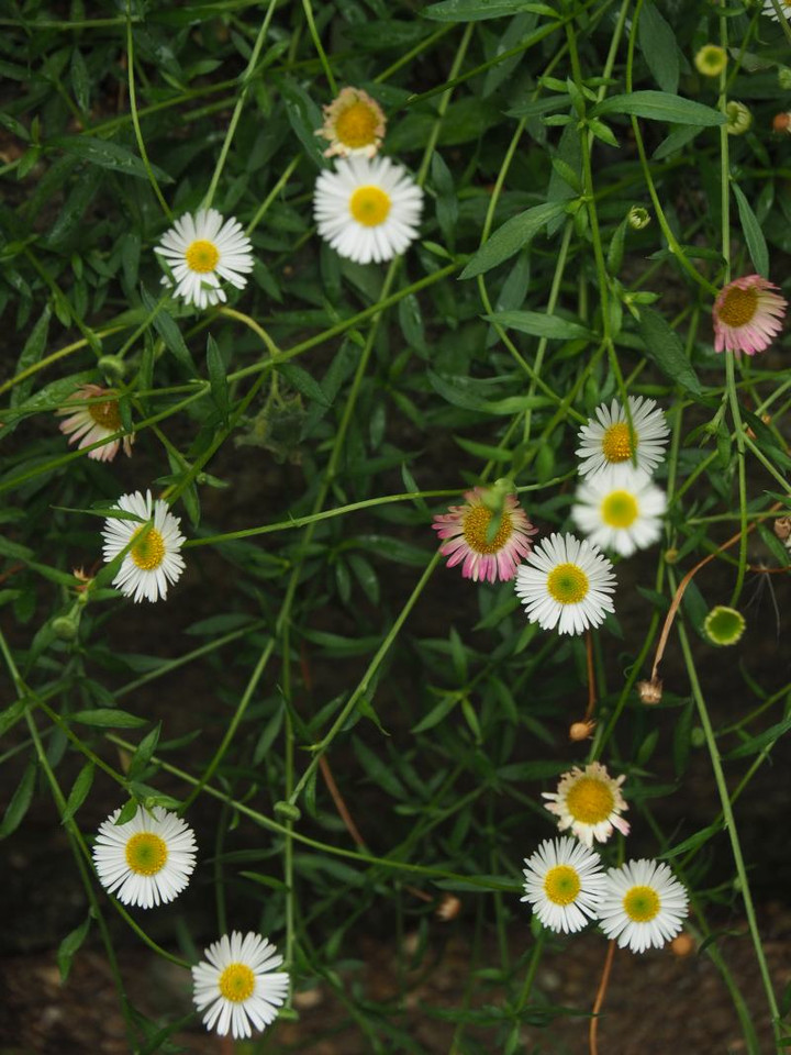 P6124430