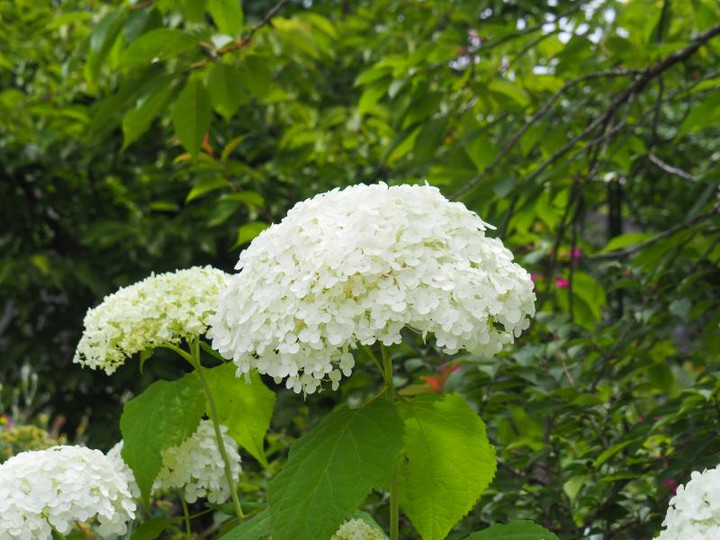 P6134450