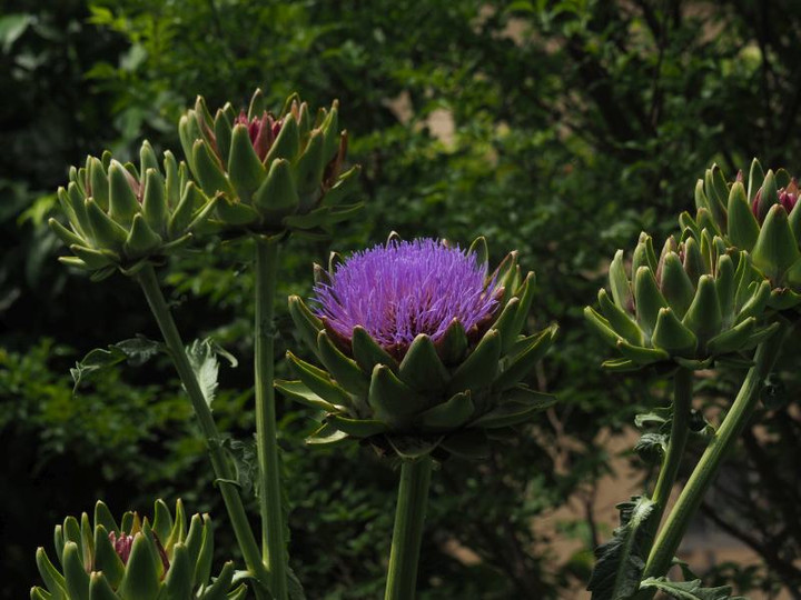 P6134453