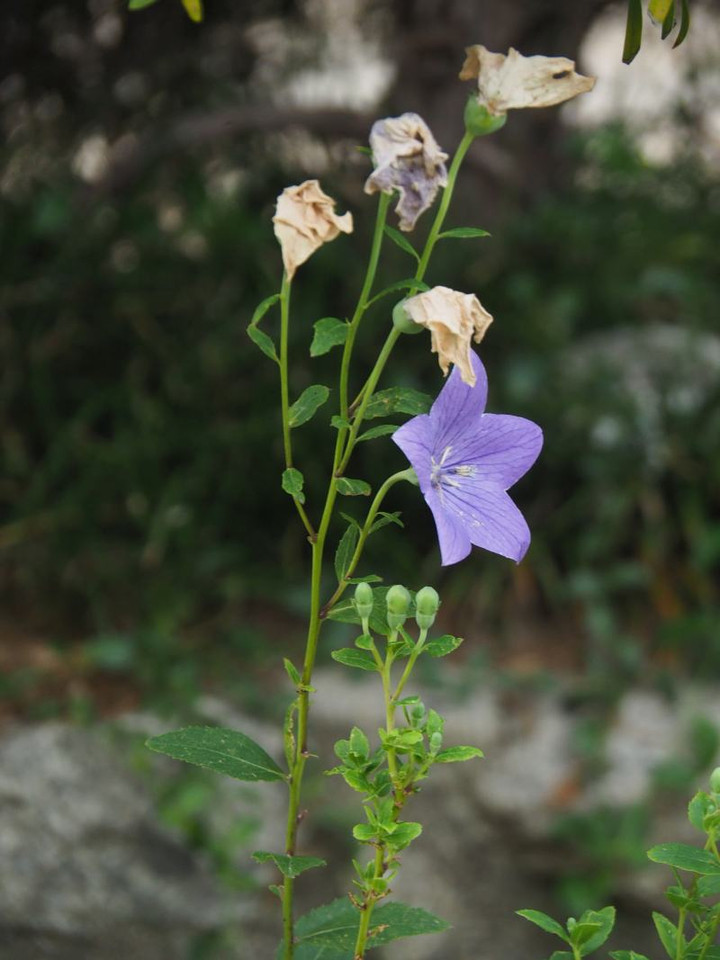 P6144490