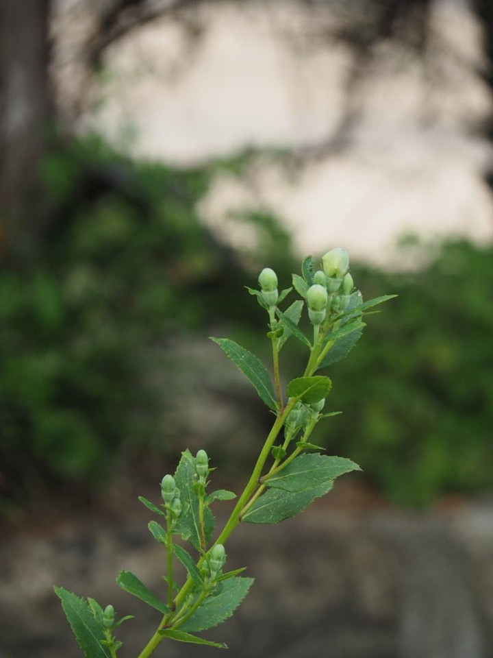 P6144491