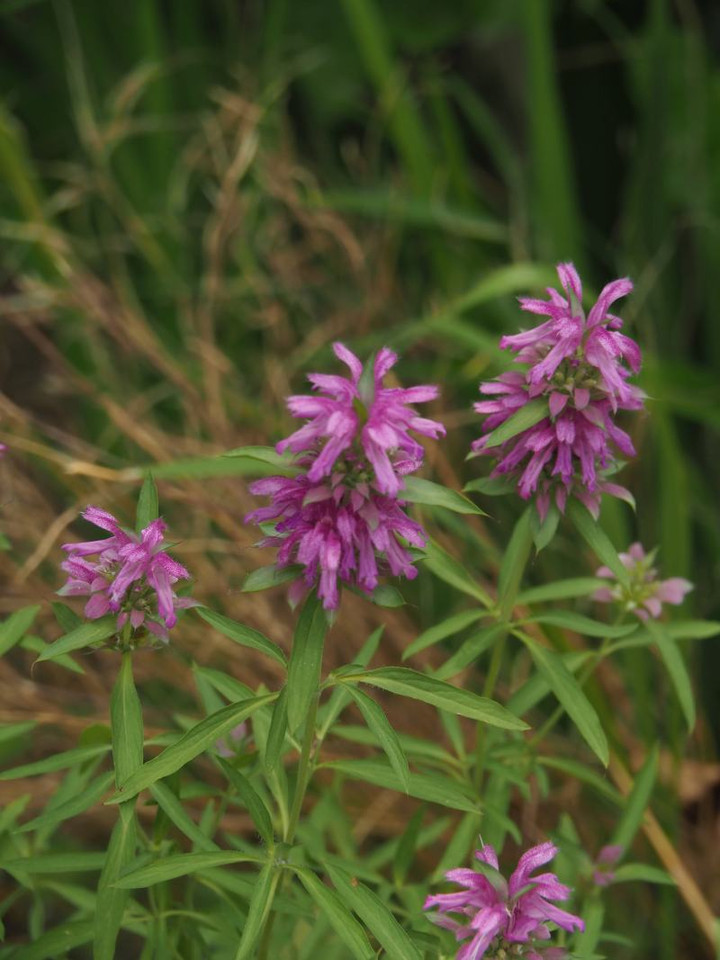 P6154496