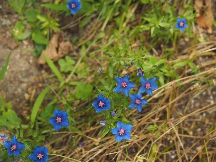 P6154497