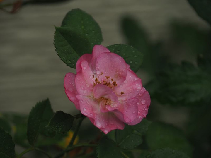 P6164526
