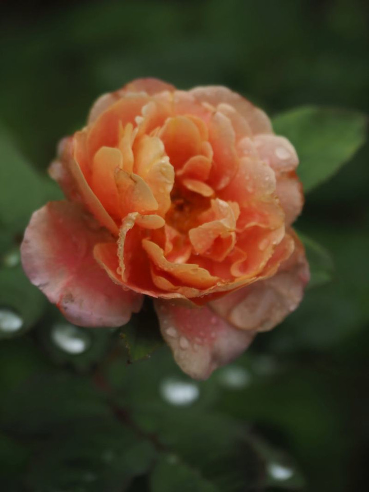 P6164530