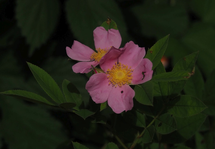 P6174542