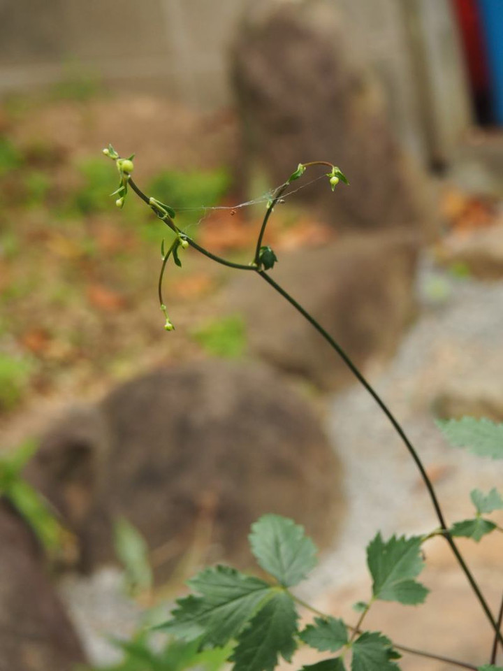 P6174559