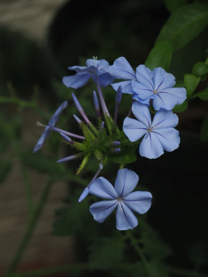P6224932