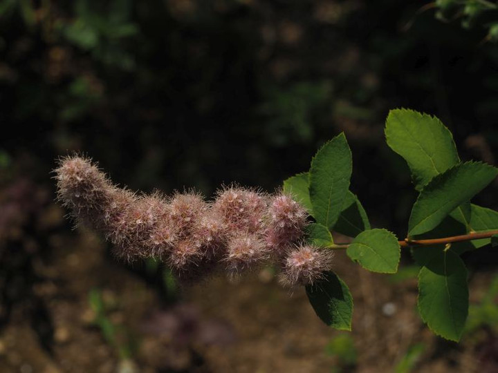 P6234989