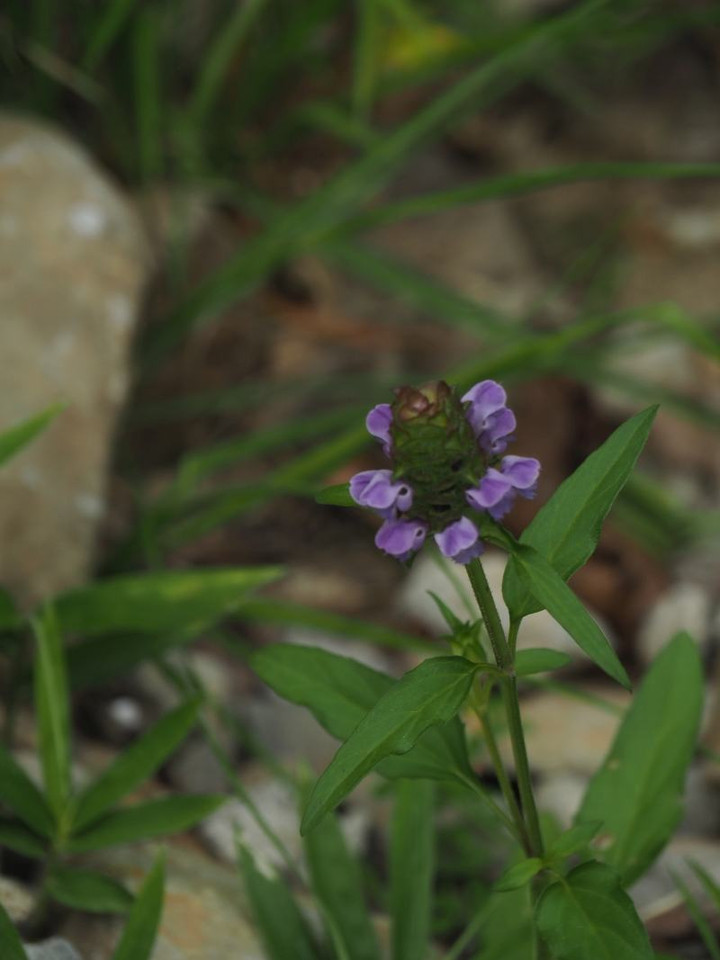 P6234995