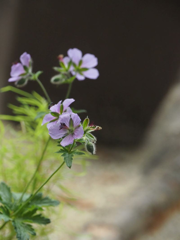 P6245066