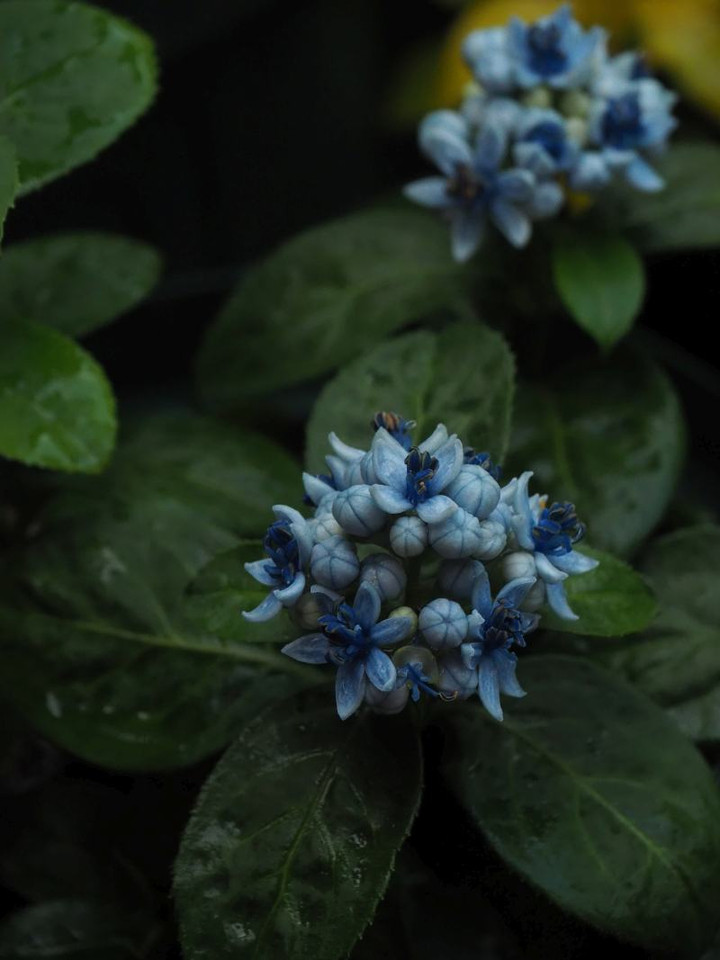 P6245073