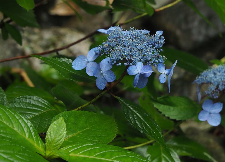 P6265111