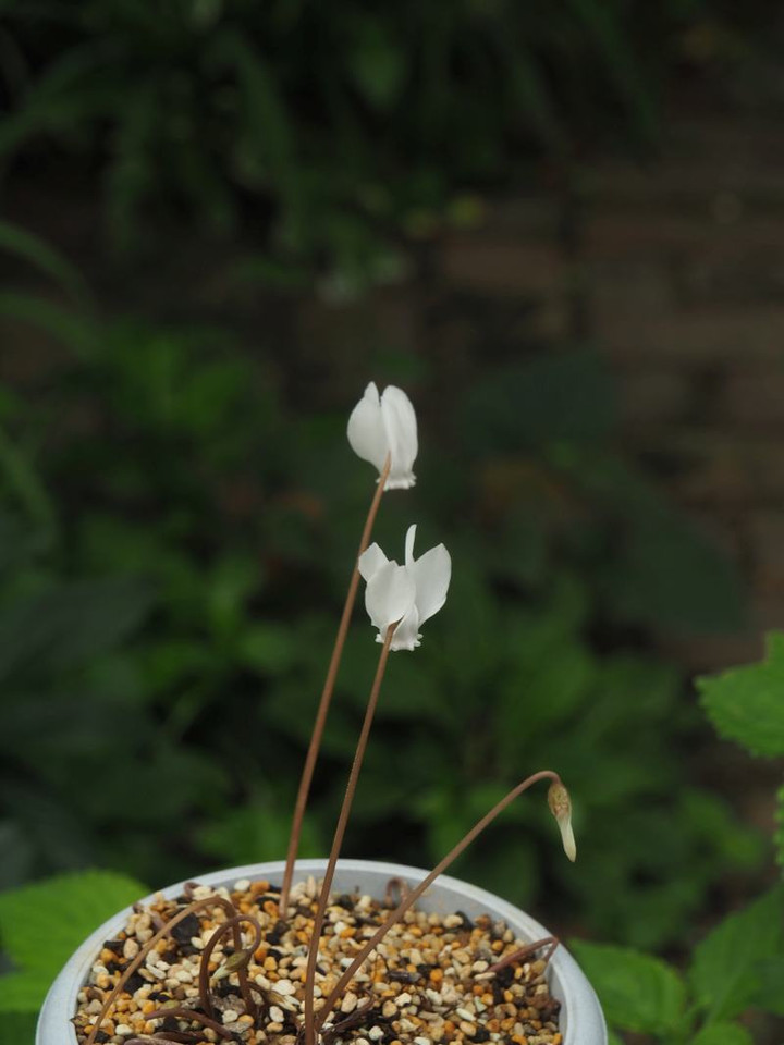 P6275077