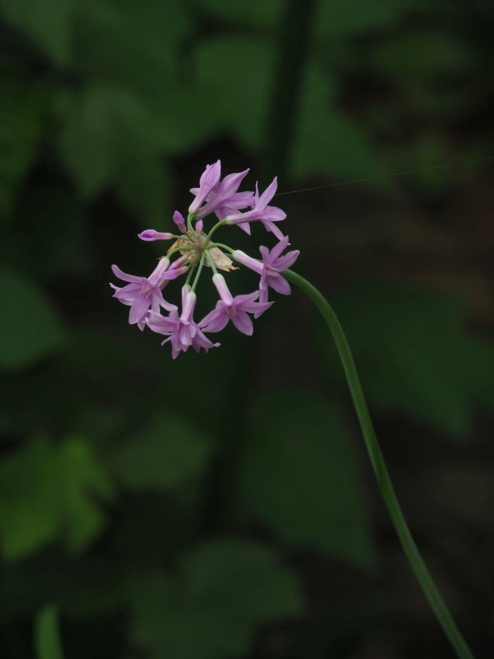 P6275079