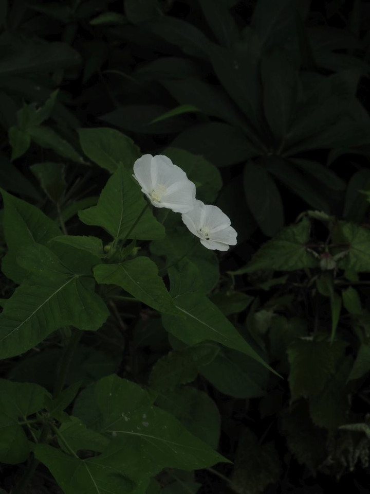 P6275092