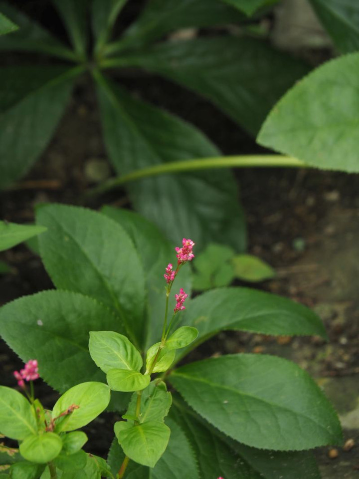 P6275093