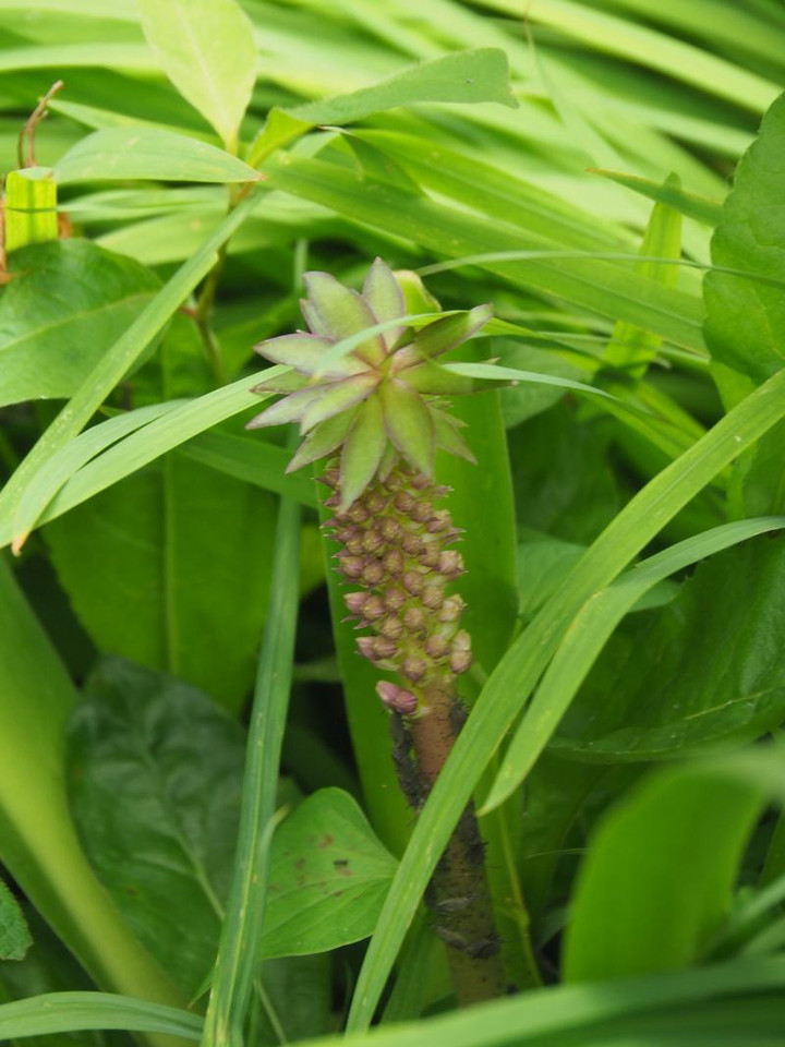 P6275094