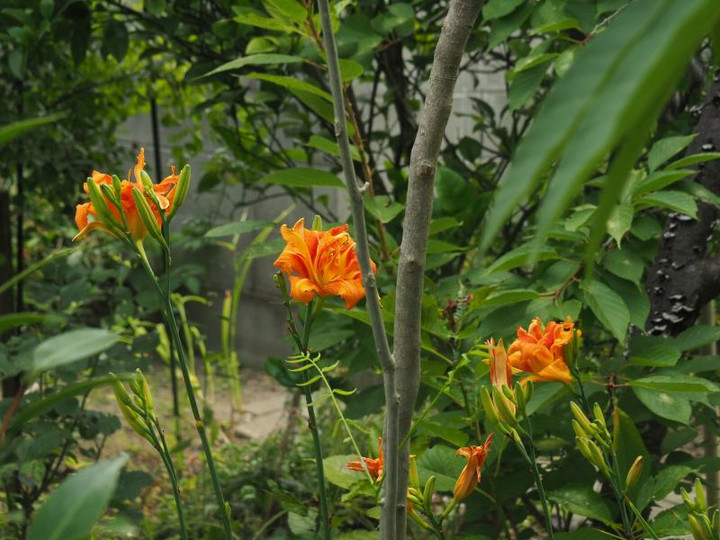 P6305133