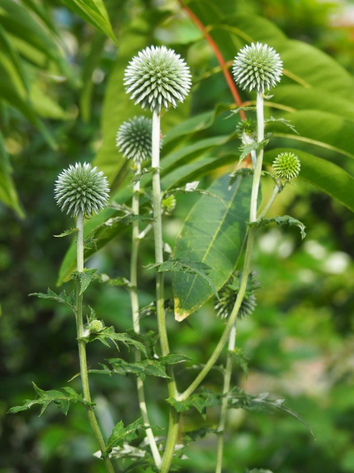 P6305143