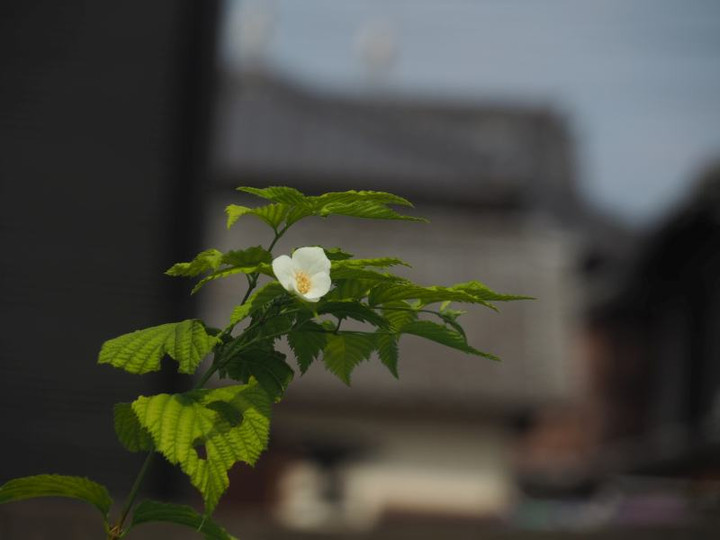 P6305145