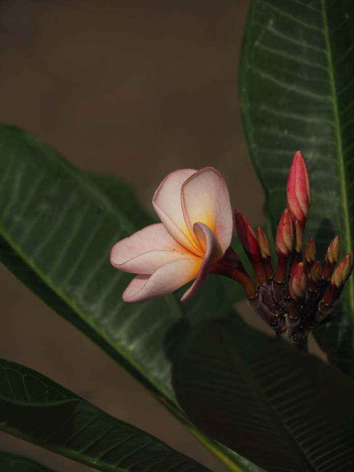 P6305154