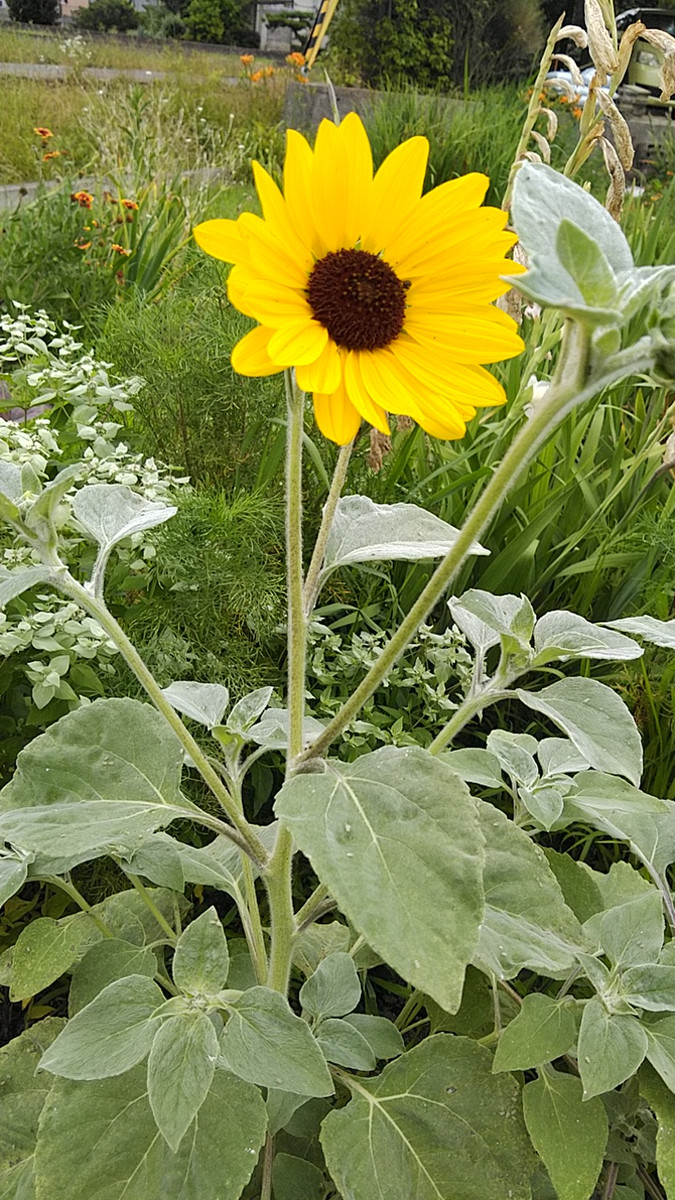 Kimg5465_1