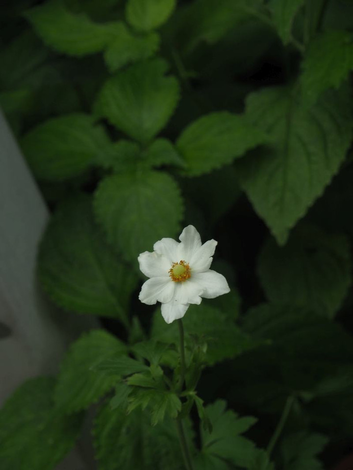 P7015178