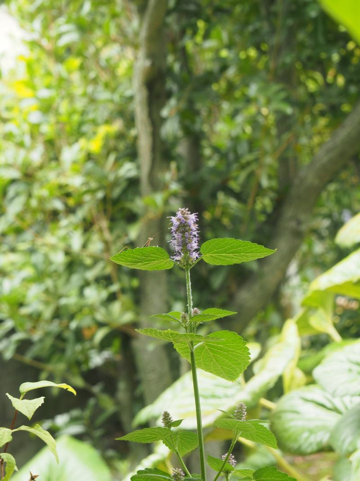 P7025194