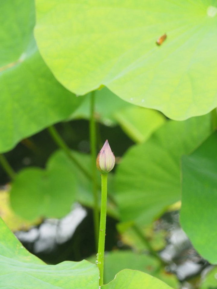 P7035222