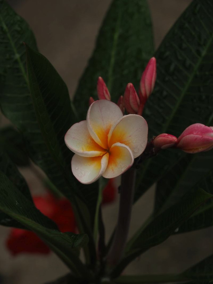P7035229