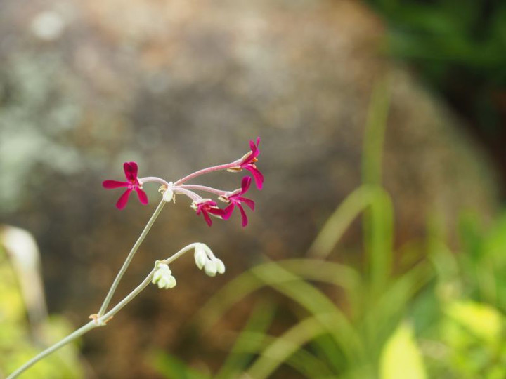 P7035233