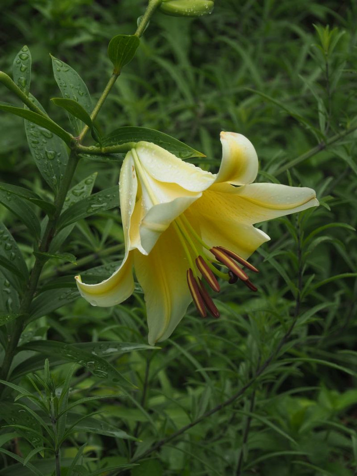P7035235